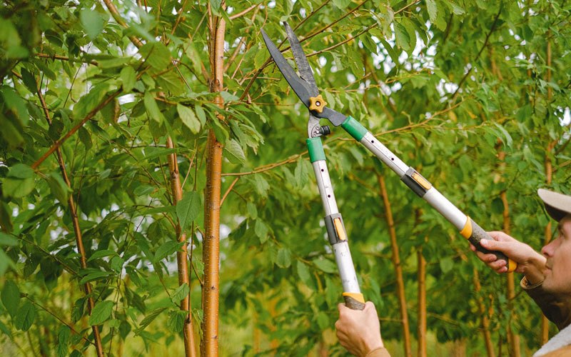 Tree trimming in Clatskanie, OR
